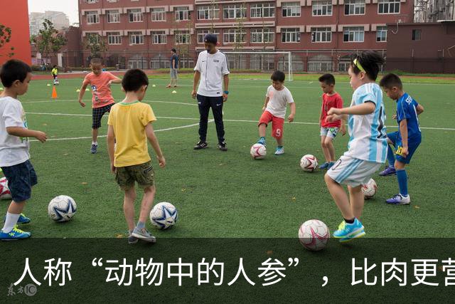 人称“动物中的人参”，比肉更营养，6块钱一斤，好吃实惠别错过